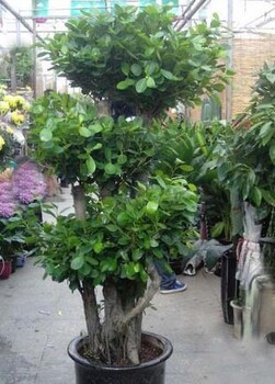 大型植物租賃新標桿 博美欣悅園林綠化租賃公司引領綠色潮流